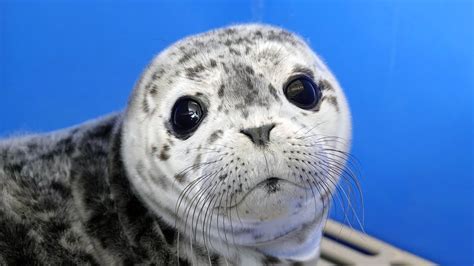 testing baby seals|harbor seal newborn baby.